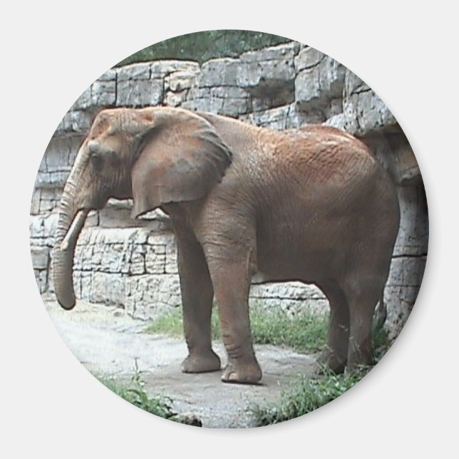 Imán Elephant Magnet (Frente)