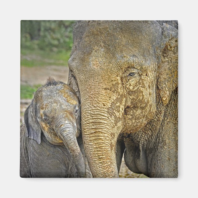 Imán Elephant Newborn Hug Magnet (Frente)
