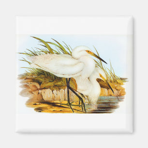 Imán Elizabeth Gould Spotless Egret
