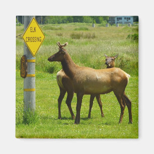 Imán Elk Crossing California Wildlife Photography