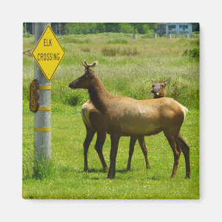 Imán Elk Crossing California Wildlife Photography