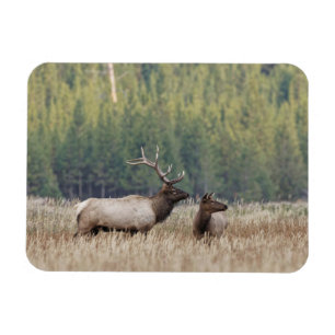 Imán Elk de toro en Meadow Parque nacional Yellowston