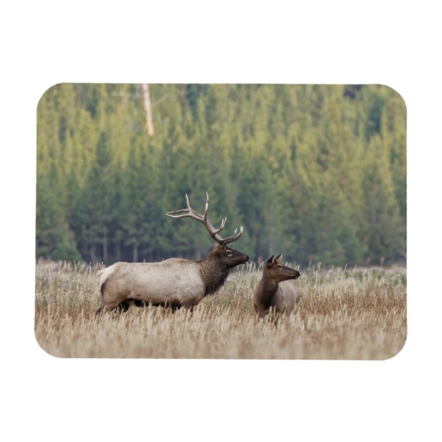 Imán Elk de toro en Meadow | Parque nacional Yellowston (Horizontal)