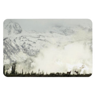 Imán Elk en el Parque Nacional de Grand Teton
