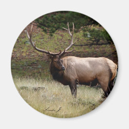 Imán Elk in the Wild