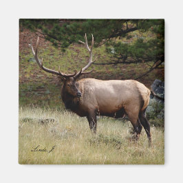 Imán Elk in the Wild