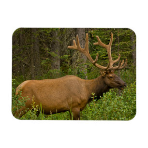 Imán Elk masculino   Parque nacional Banff, Alberta, Ca