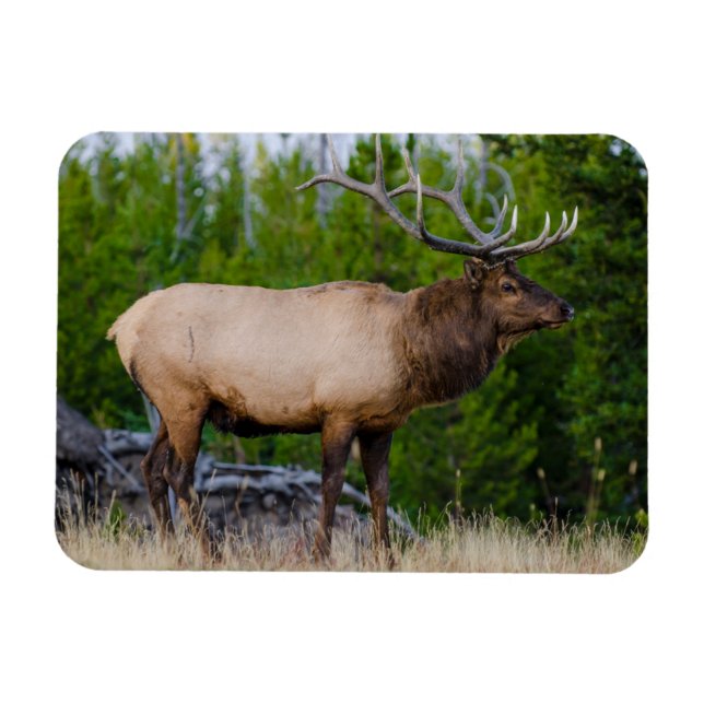 Imán Elk | Parque nacional Yellowstone, Wyoming (Horizontal)