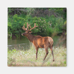 Imán Elk toro en la cordillera nacional de venado, Mont