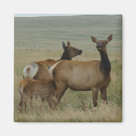 Imán Elk y ternera de vaca E61