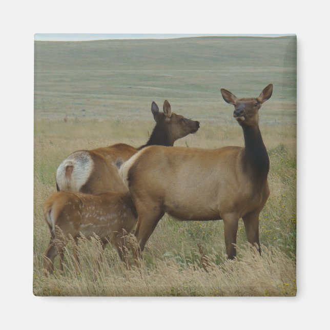 Imán Elk y ternera de vaca E61 (Frente)