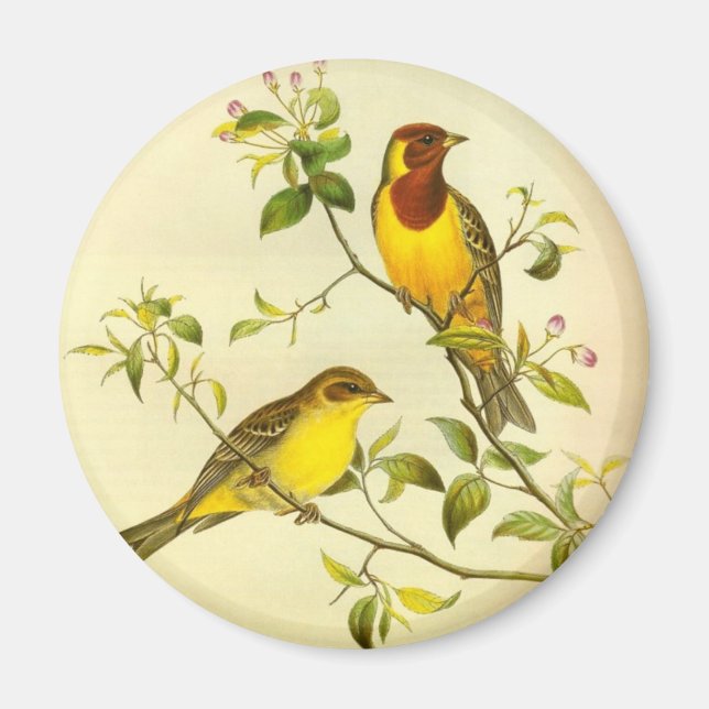 Imán Emberiza bruniceps (Frente)
