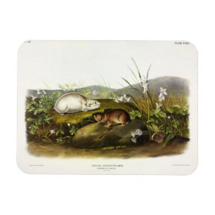 Imán Emblema de Hudson's Bay (Ungava Collared) de Audub