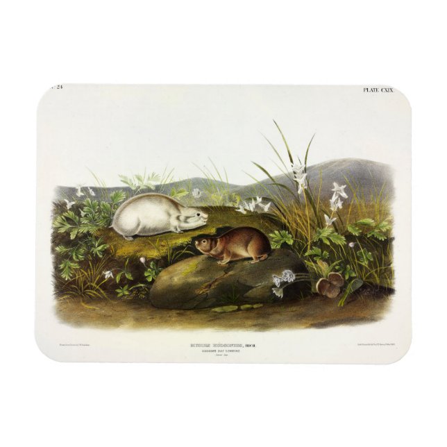 Imán Emblema de Hudson's Bay (Ungava Collared) de Audub (Horizontal)