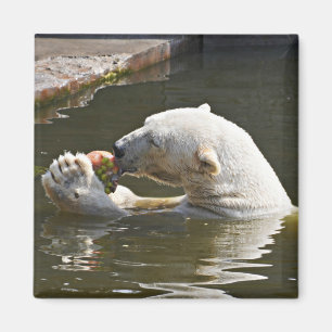 Imán Emblema de oso polar comiendo fruta