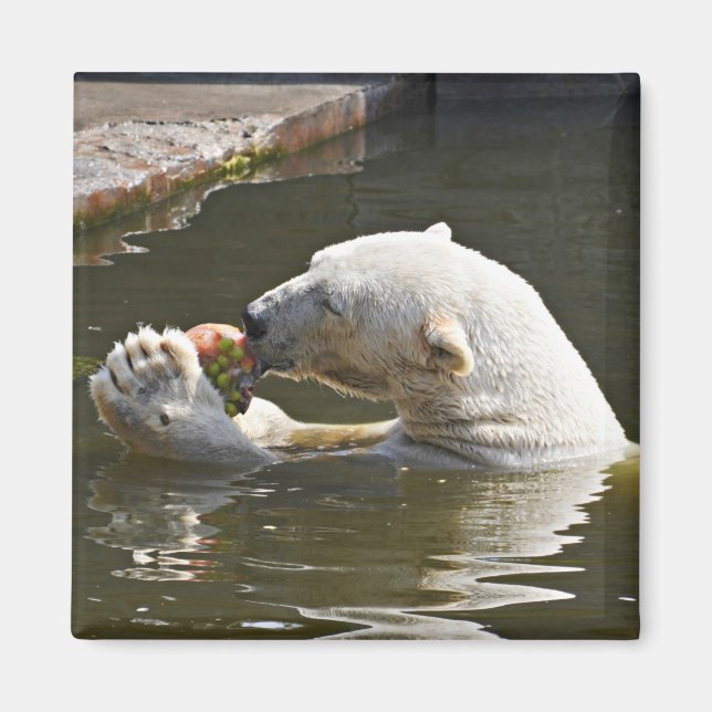 Imán Emblema de oso polar comiendo fruta (Frente)