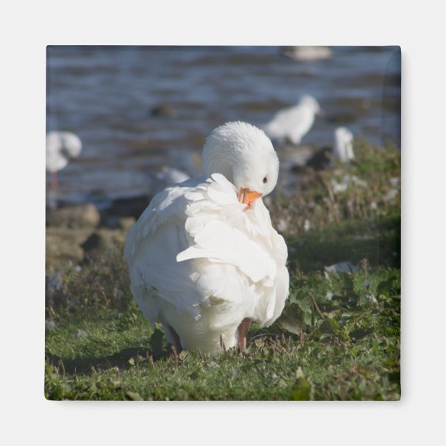 Imán Emden Goose (Frente)