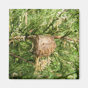 Imán emergente del ~ del predicador