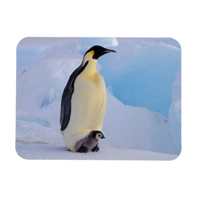 Imán Emperador Penguin | Aptenodytes (Horizontal)
