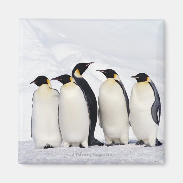 Imán Emperador Pingüino (Frente)