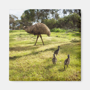 Imán Emu With Chicks Neighbour Watch, Fridge Magnet