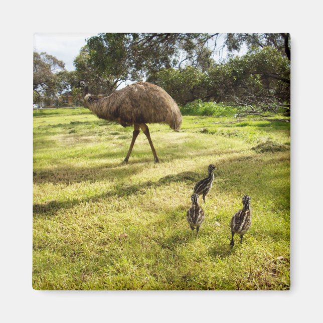 Imán Emu With Chicks Neighbour Watch, Fridge Magnet (Frente)