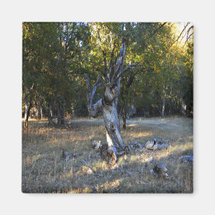 Imán En el bosque......