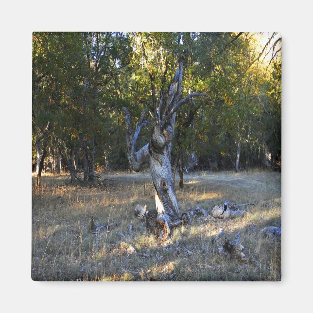 Imán En el bosque...... (Frente)