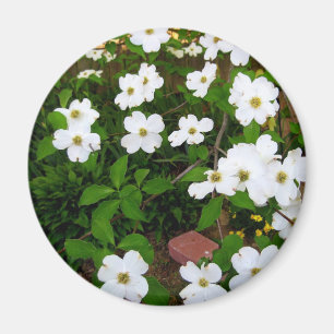 Imán En el jardín ~ Flores de dogwood