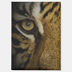 Imán En el ojo de un tigre