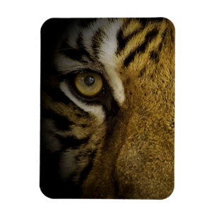 Imán En el ojo de un tigre