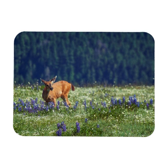 Imán En el prado (Horizontal)