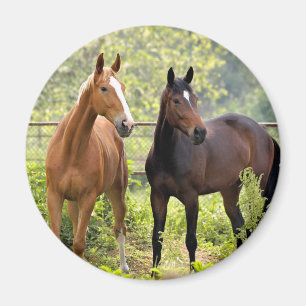 Imán En la atención