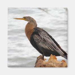 Imán En la búsqueda