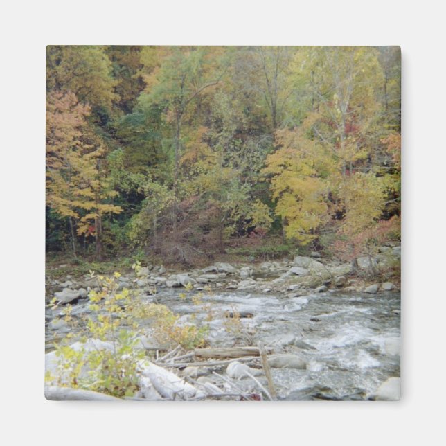 Imán En los bosques (Frente)