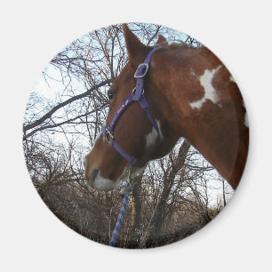 Imán En los bosques que miro