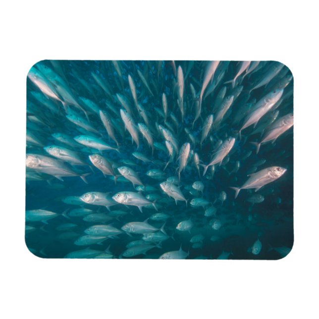 Imán En los Jacks (Horizontal)