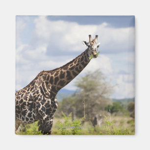 Imán En safari en Tanzania, África