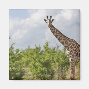 Imán En safari en Tanzania, África. 2