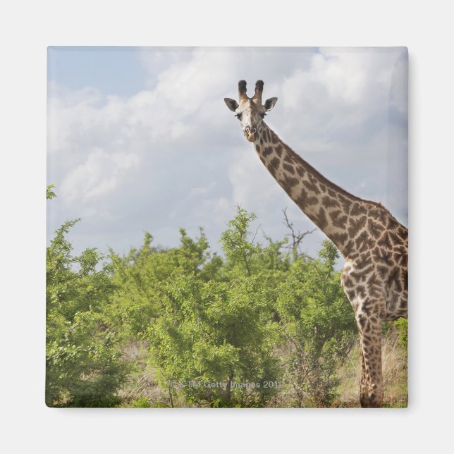 Imán En safari en Tanzania, África. 2 (Frente)