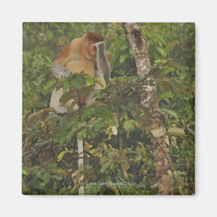 Imán en selva tropical, isla de Borneo, Malasia