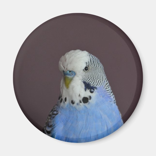 Imán Encantadora macro Budgie Bird (Frente)