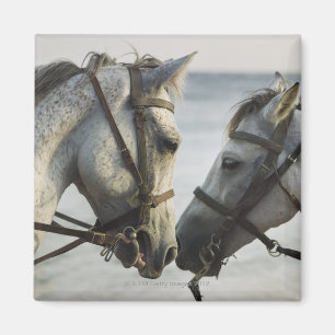 Imán Encuentro de dos caballos