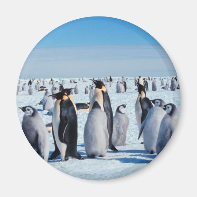 Imán Encuentro de Pingüinos (Frente)