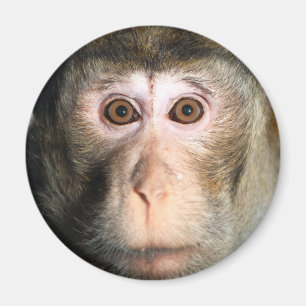 Imán Endangered Rainforest Ape