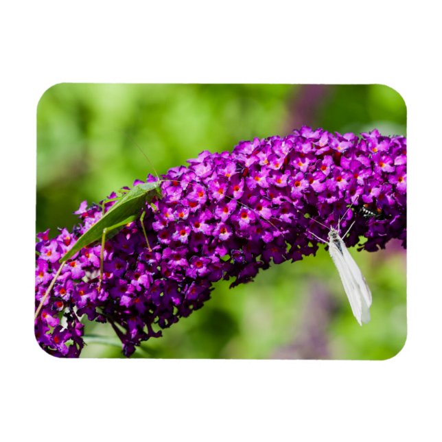 Imán energía katydid (Horizontal)