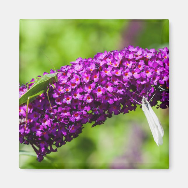 Imán energía katydid (Frente)