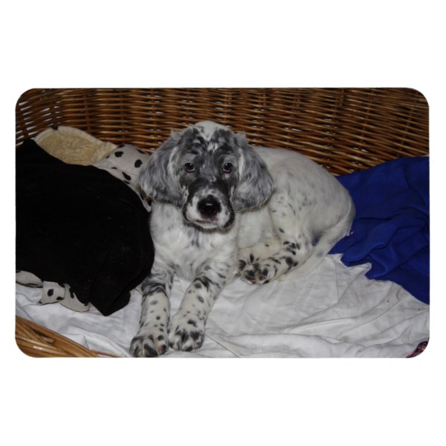 Imán English Setter Puppy (Horizontal)