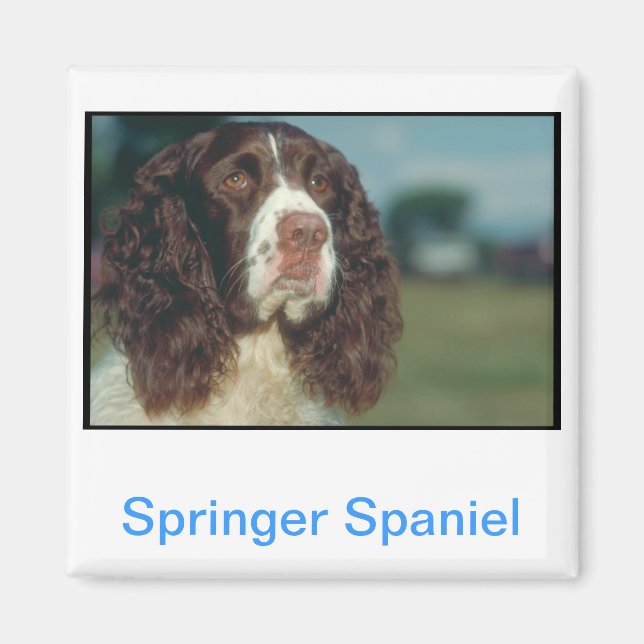 Imán English Springer Spaniel (Frente)