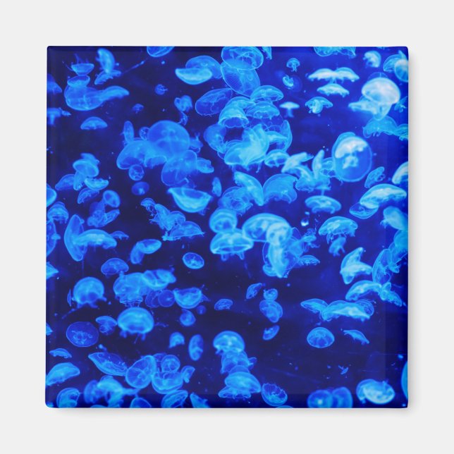 Imán Enjambre de medusas (Frente)